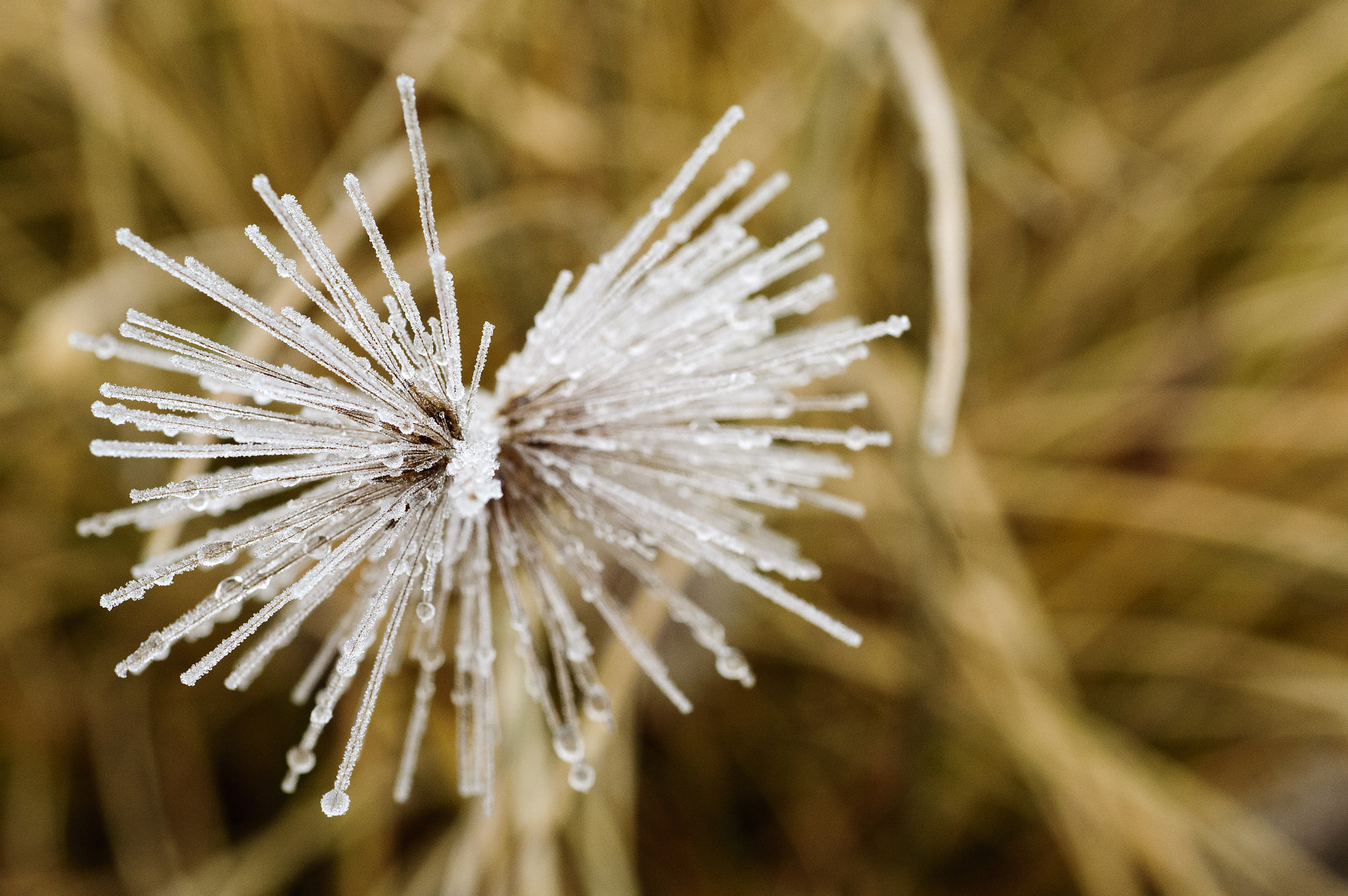 Nikon D300 + Nikon AF Micro-Nikkor 60mm F2.8D sample photo. Frozen photography