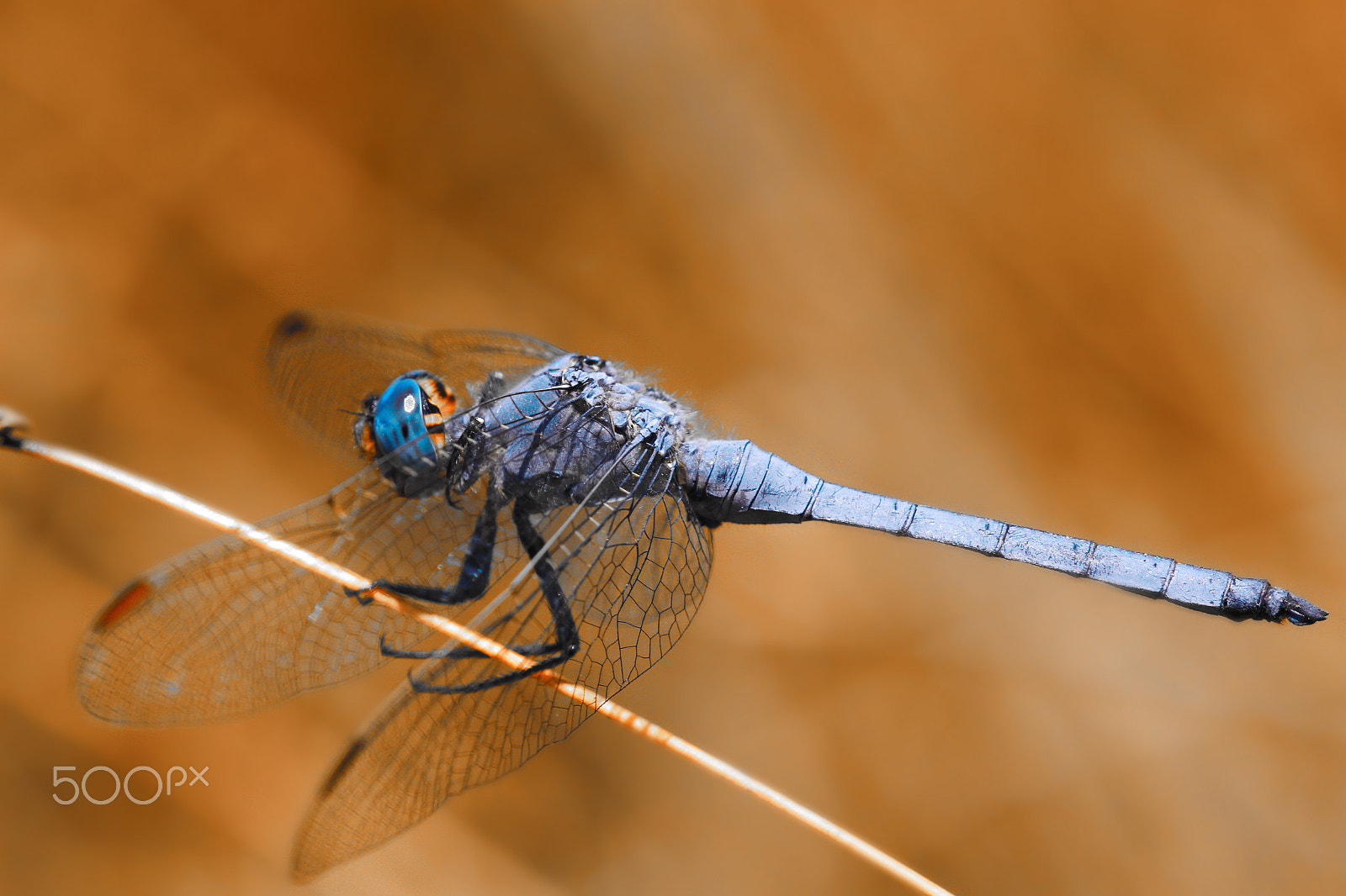 Sigma APO Macro 150mm f/2.8 EX DG HSM sample photo. Dragonfly photography