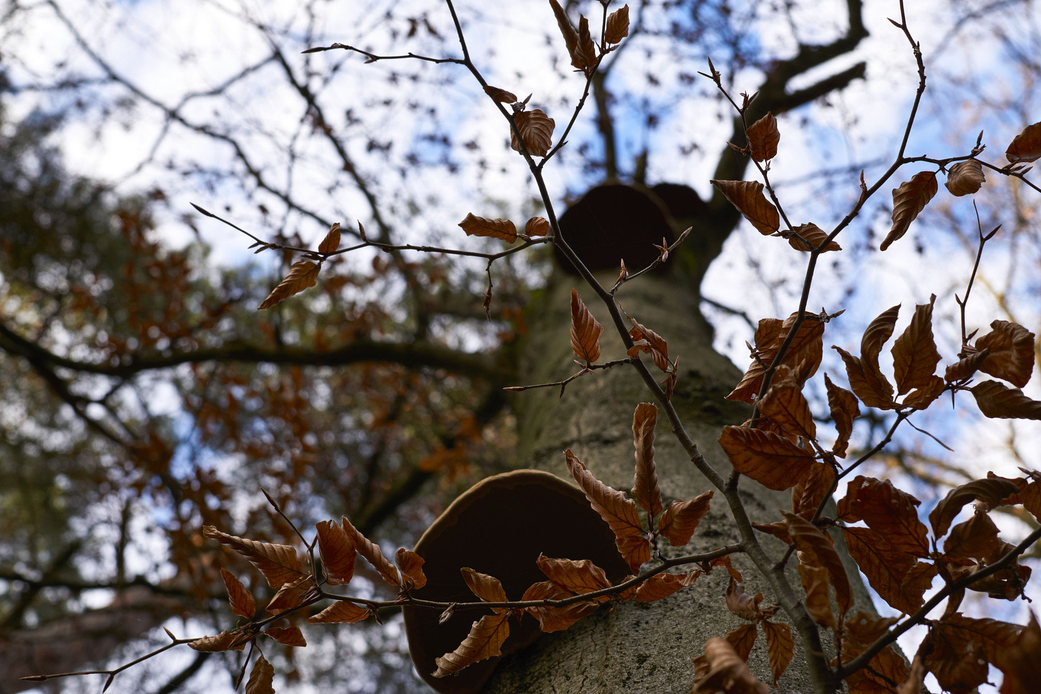 Sigma 30mm F2.8 EX DN sample photo. Autumn photography