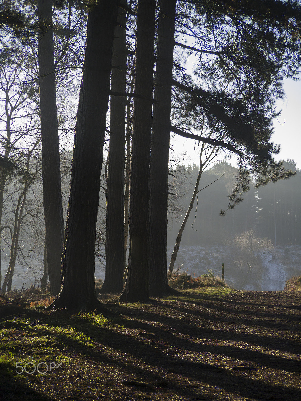 Panasonic Lumix G Vario 45-200mm F4-5.6 OIS sample photo. Morning shadows photography