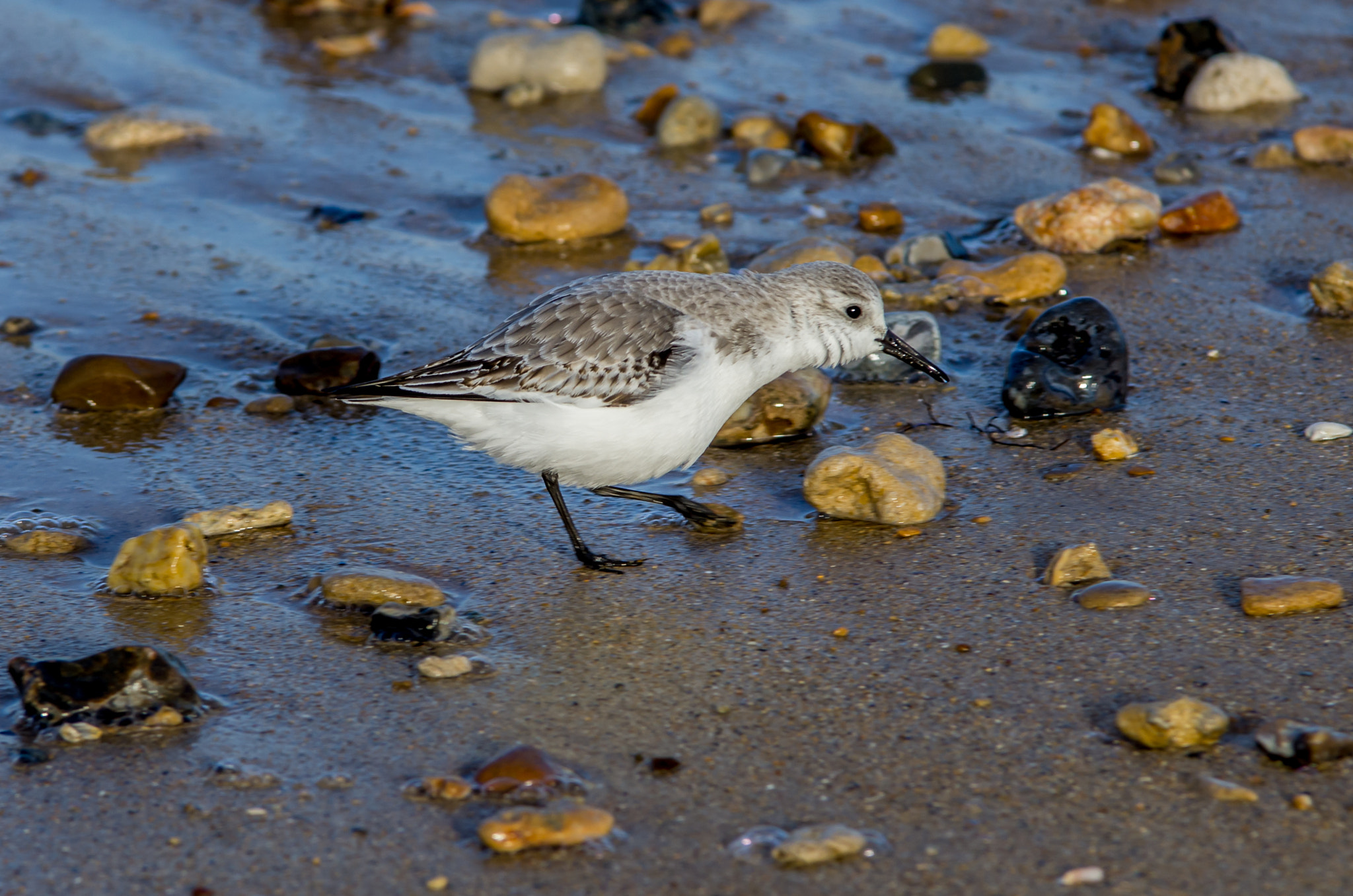 Pentax K-5 sample photo. Le bécasseau sanderling photography