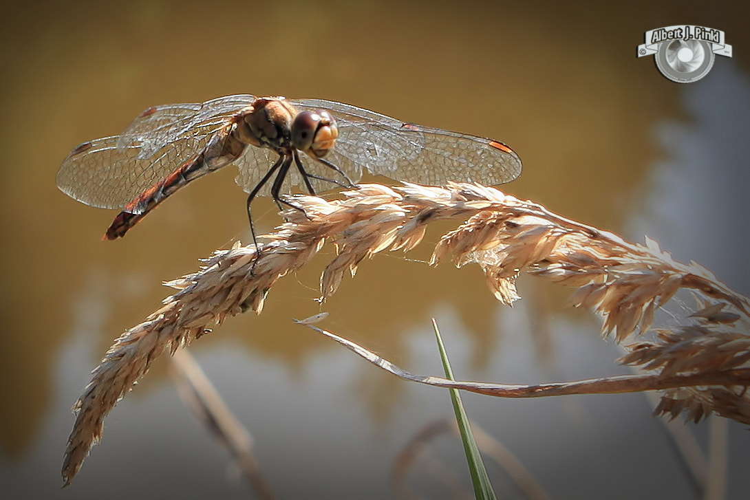 Canon EF 70-210mm f/4 sample photo. Libelle am hammerweiher strahlfeld photography