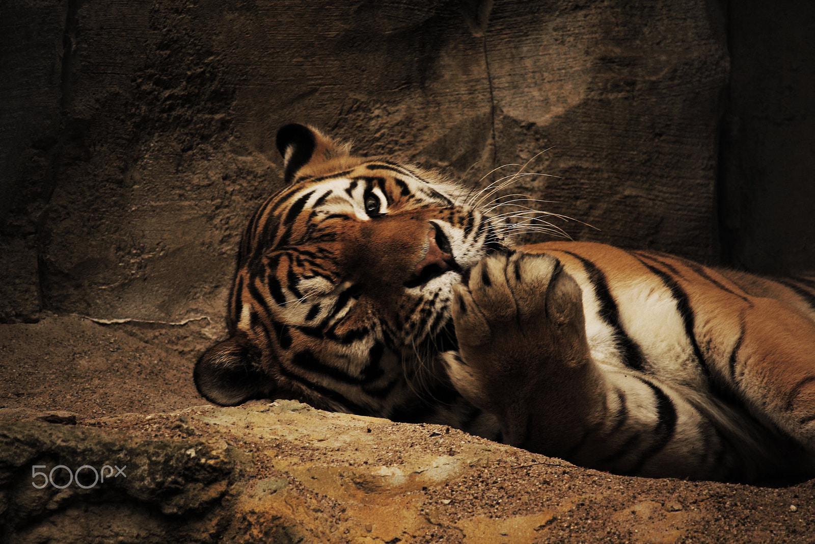 Canon EF-S 55-250mm F4-5.6 IS STM sample photo. Tiger edited photography