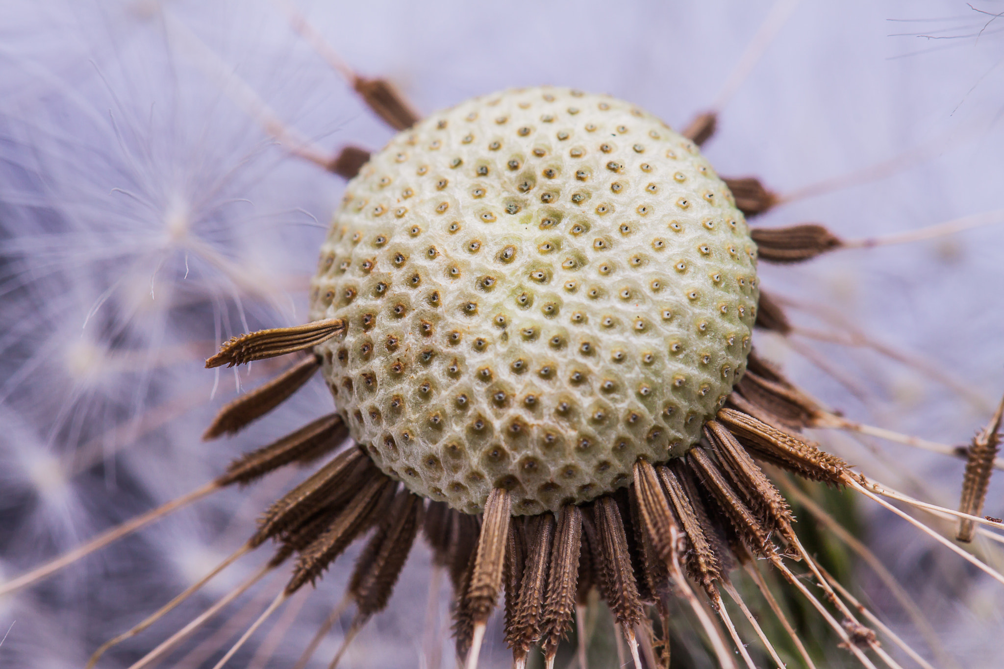 Canon EF 100mm F2.8L Macro IS USM sample photo. Img photography