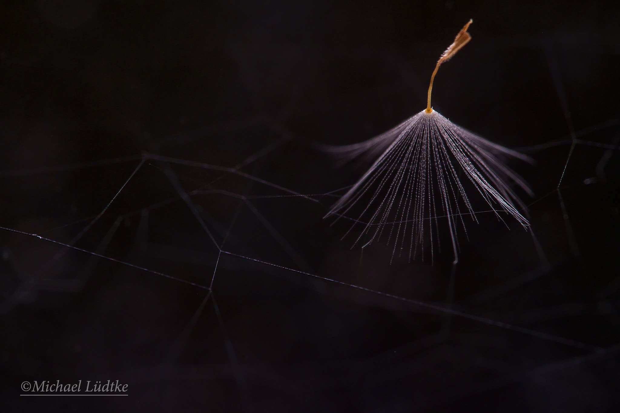 Olympus PEN E-PL3 sample photo. Flyweight photography