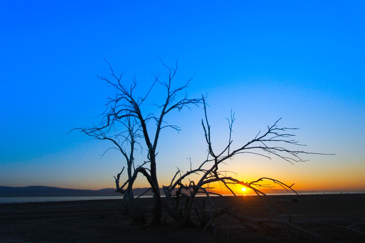 Canon EF-S 10-22mm F3.5-4.5 USM sample photo. Salton tree photography