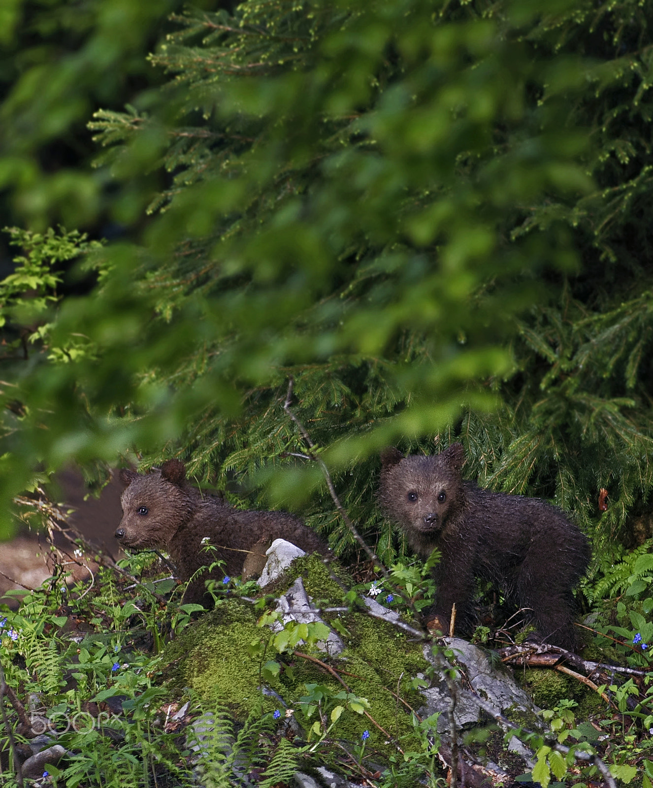 Pentax smc DA* 300mm F4.0 ED (IF) SDM sample photo. Lost in the wild photography
