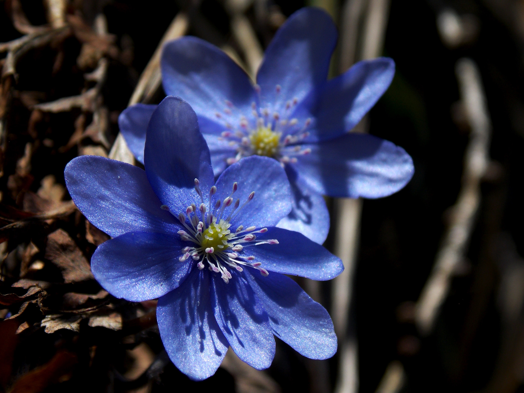 Nikon COOLPIX L320 sample photo. Hepatice nobilis - blue flowers photography