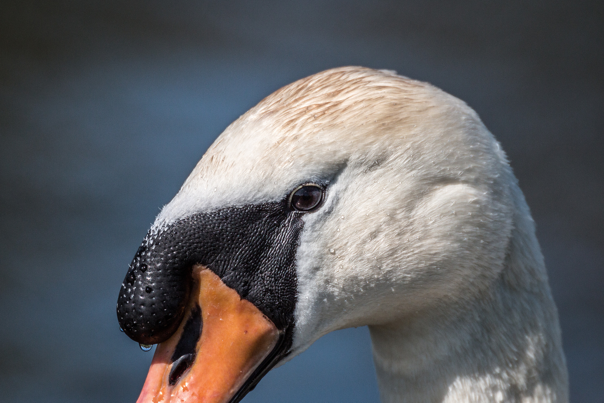 Canon EOS 70D + Sigma 50-500mm F4.5-6.3 DG OS HSM sample photo. Swan photography