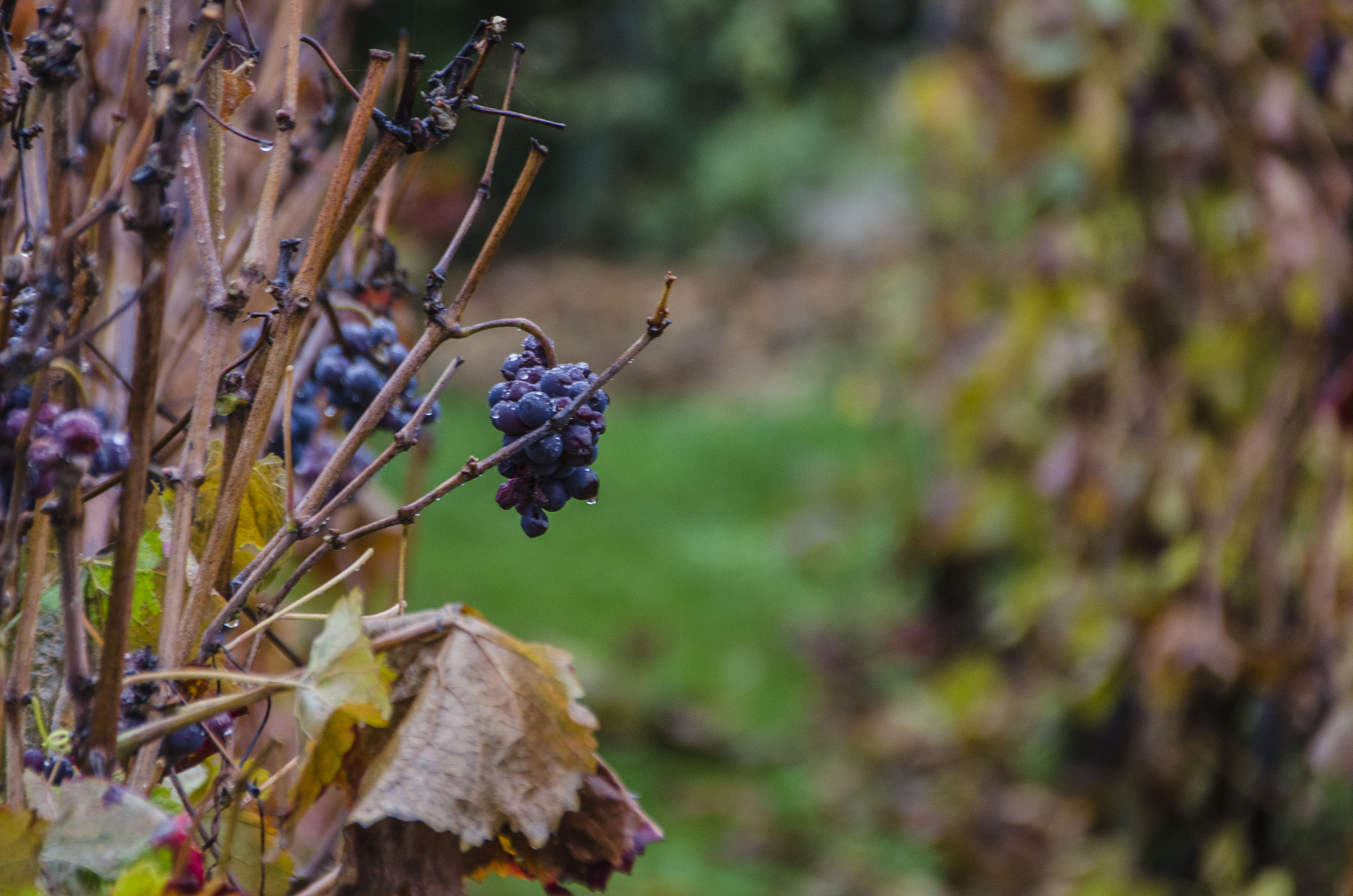 Sigma 18-200mm F3.5-6.3 II DC OS HSM sample photo. Wine photography