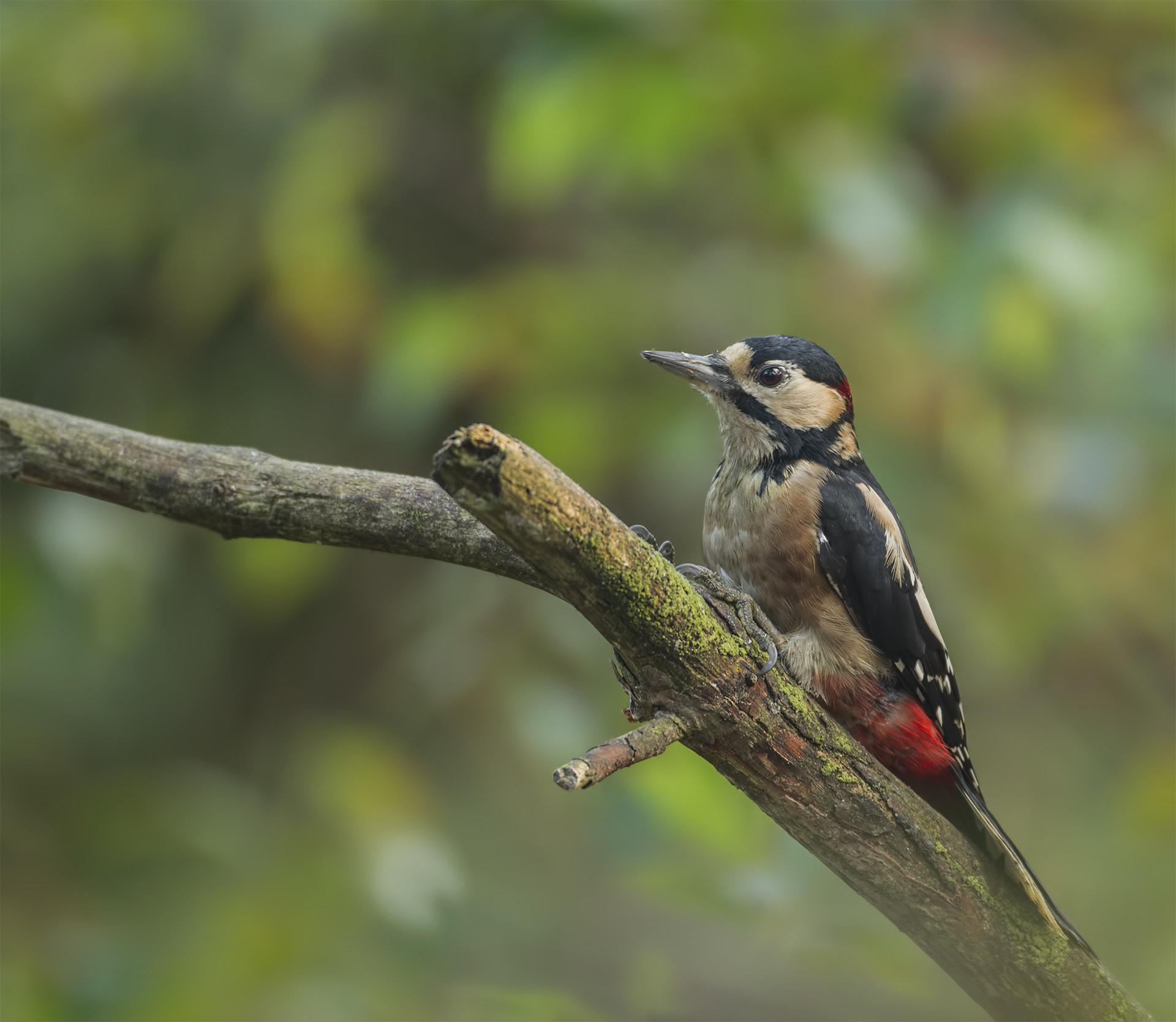 Canon EF 500mm F4L IS USM sample photo. Great spotted woodpecker photography