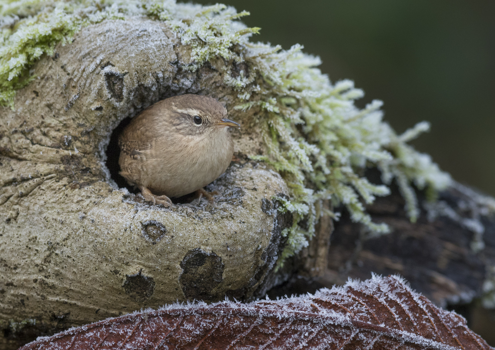 Canon EF 300mm F2.8L IS USM sample photo. Wren on a frosty morning. photography