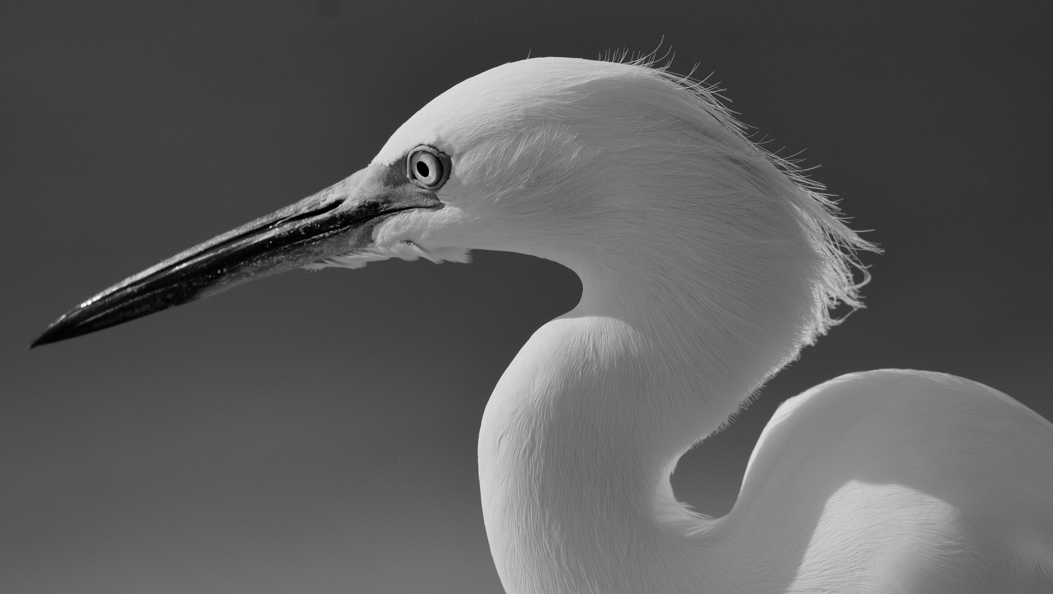 AF Nikkor 300mm f/4 IF-ED sample photo. Snowy egret in black and white photography