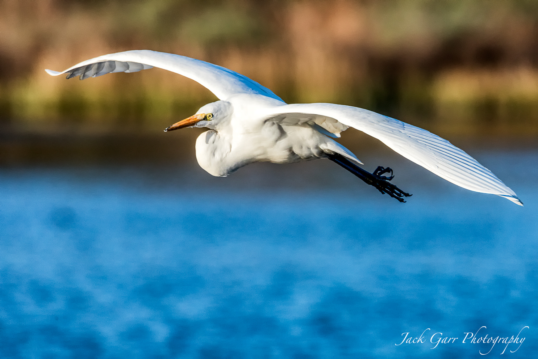 Canon EOS 5DS sample photo. Great white egret flying photography