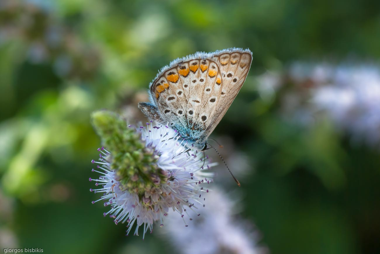 Pentax K10D sample photo. Butterfly photography