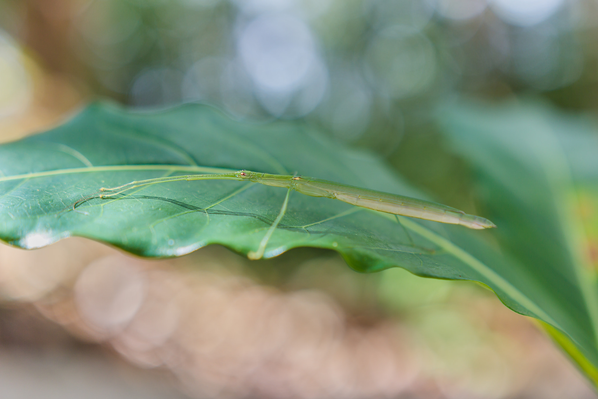 Sigma 18-35mm f/1.8 DC HSM sample photo. "stick insect" photography