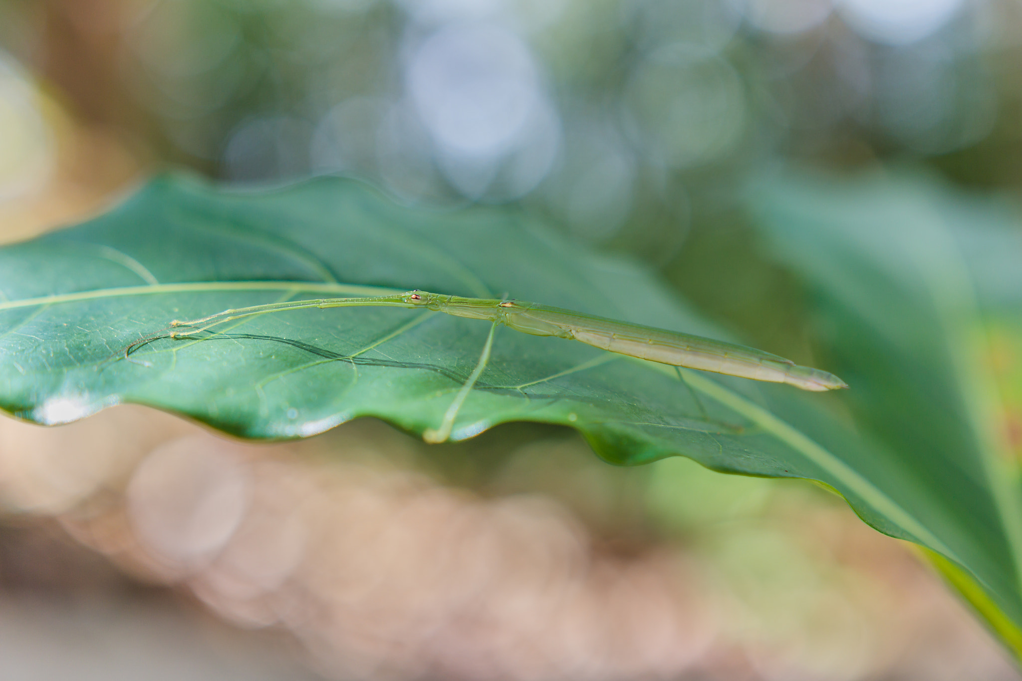 Canon EOS 60D sample photo. "stick insect" photography