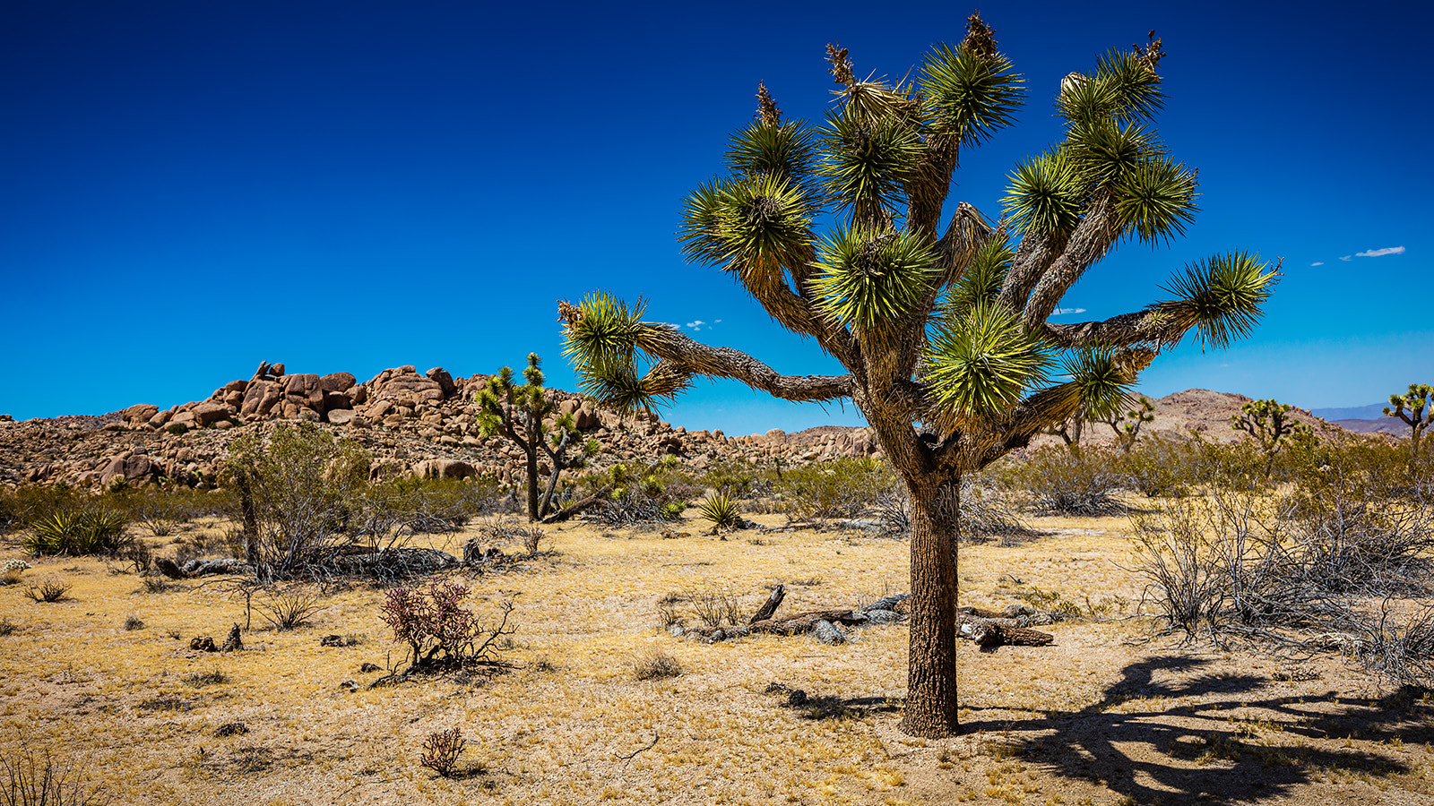 Canon EF 16-35mm F4L IS USM sample photo. Yoshua tree photography