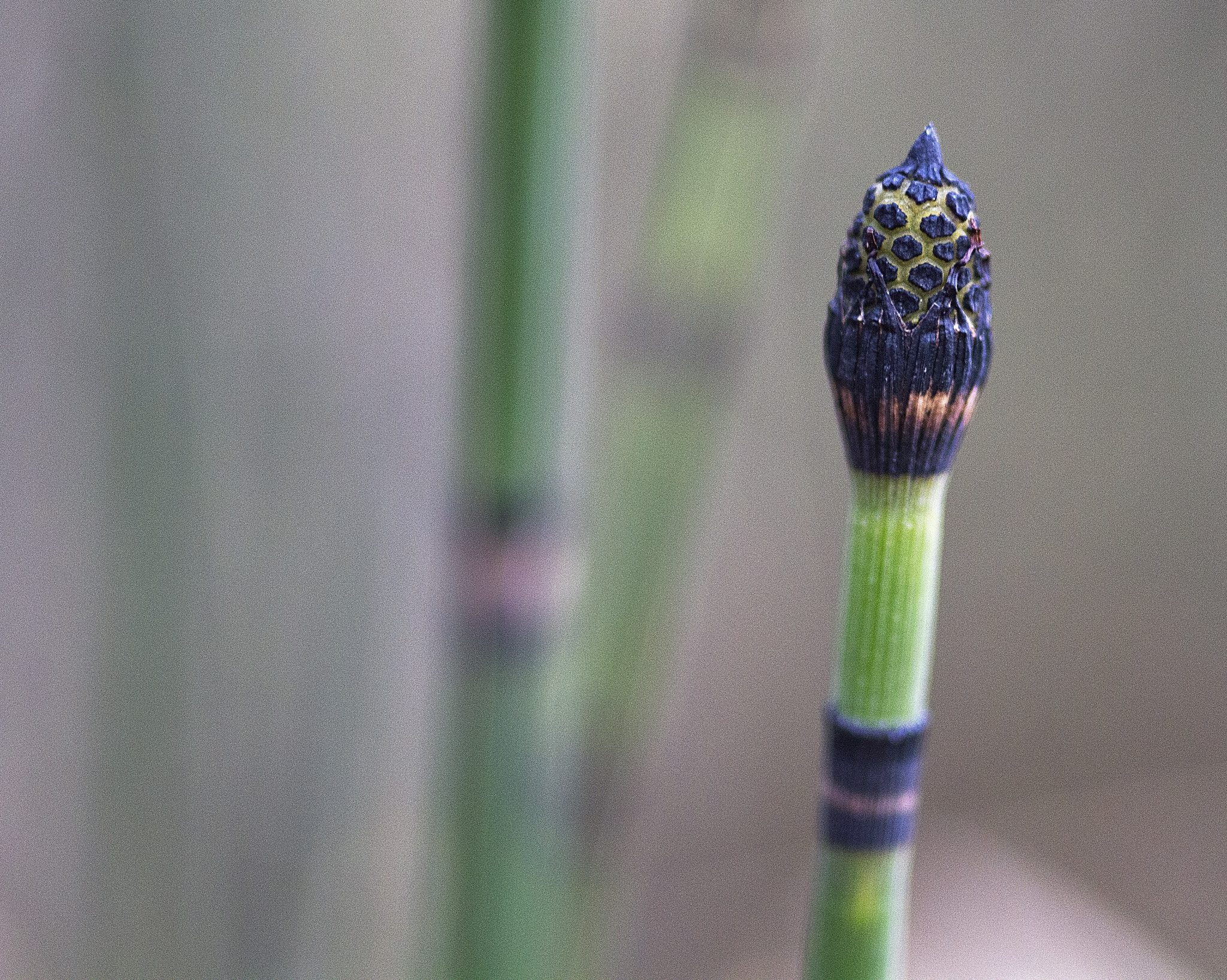 Canon EOS 550D (EOS Rebel T2i / EOS Kiss X4) + Sigma 105mm F2.8 EX DG Macro sample photo. River reels photography