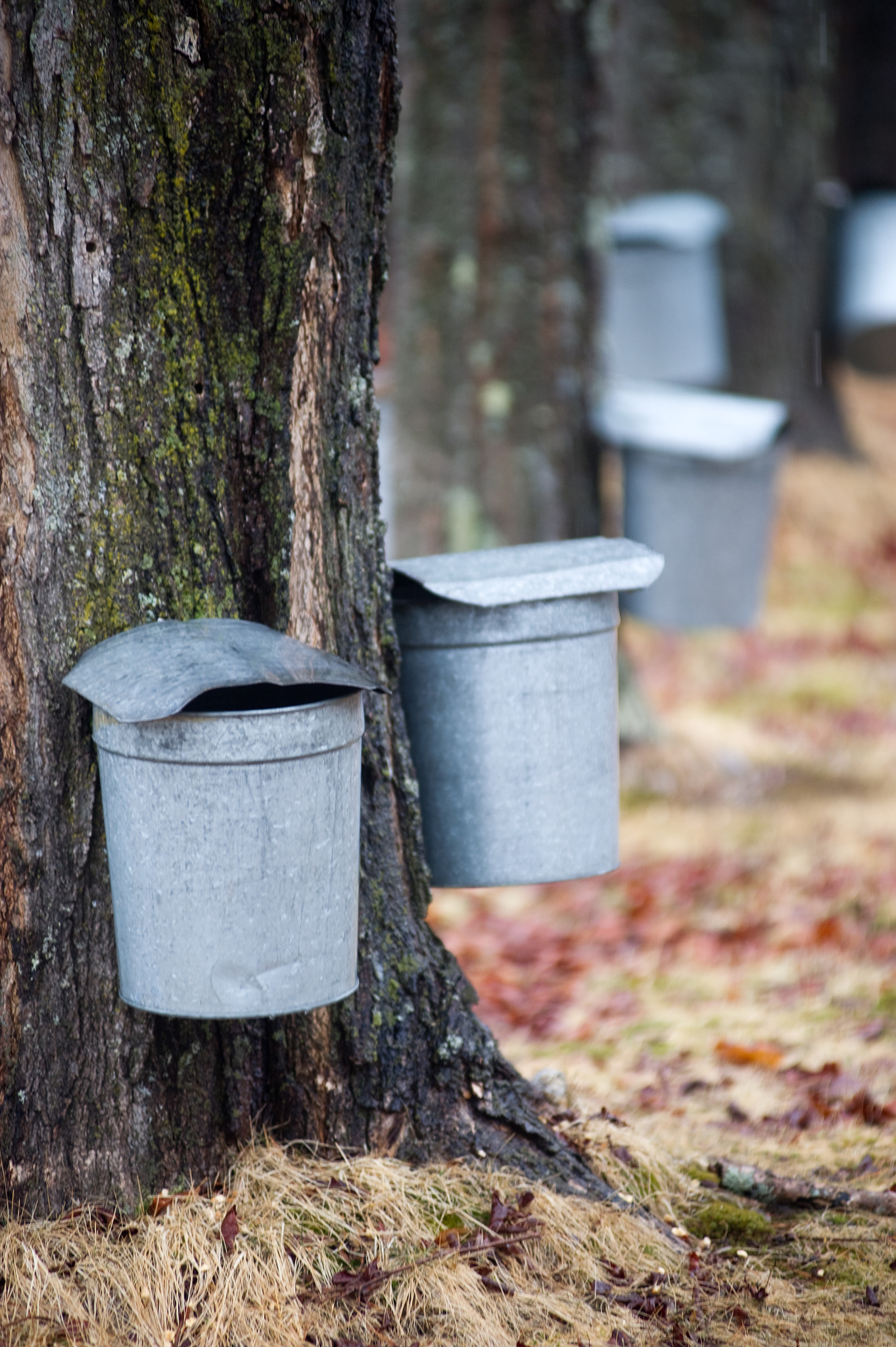 Nikon D3S sample photo. Maple trees being tapped for sap photography