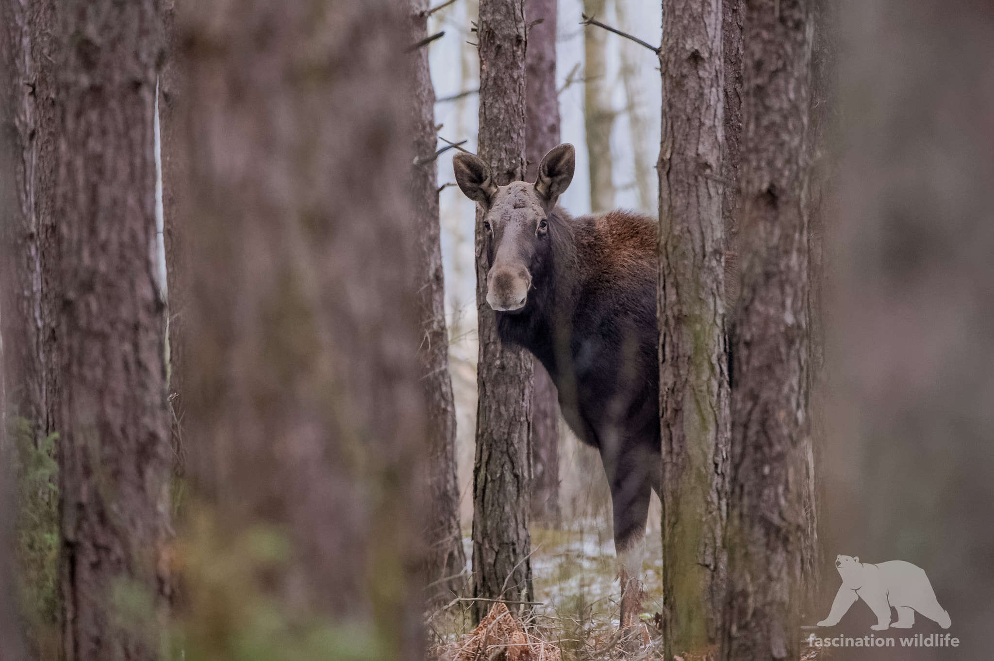 Nikon D4S sample photo. European moose photography