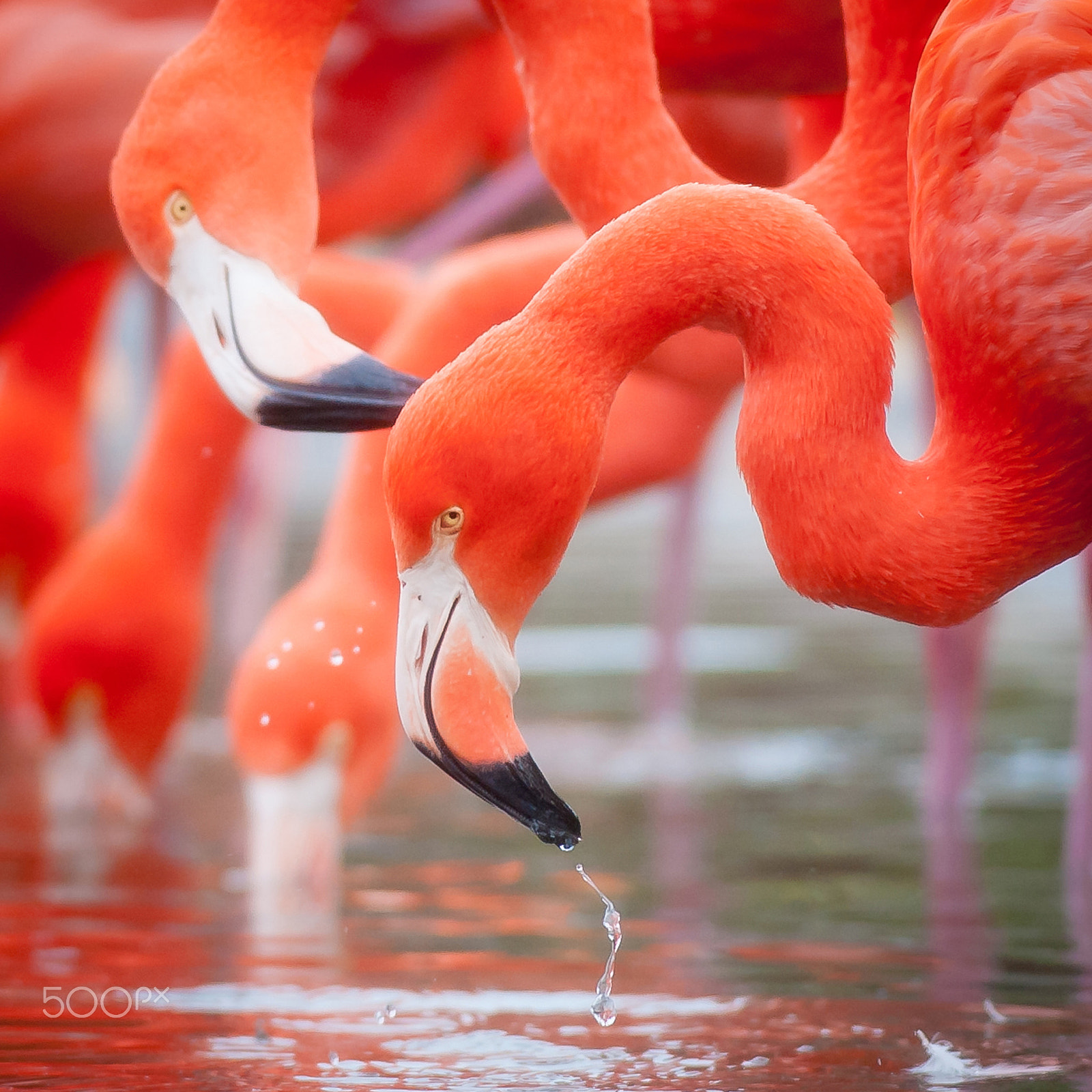 Nikon D700 + Nikon AF-S Nikkor 300mm F2.8G ED-IF VR sample photo. Flamingo photography