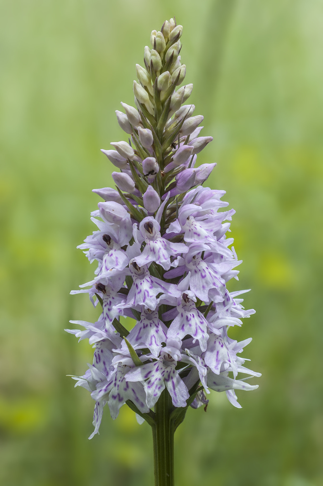 Nikon D200 sample photo. Dactylorhiza fuchsii photography