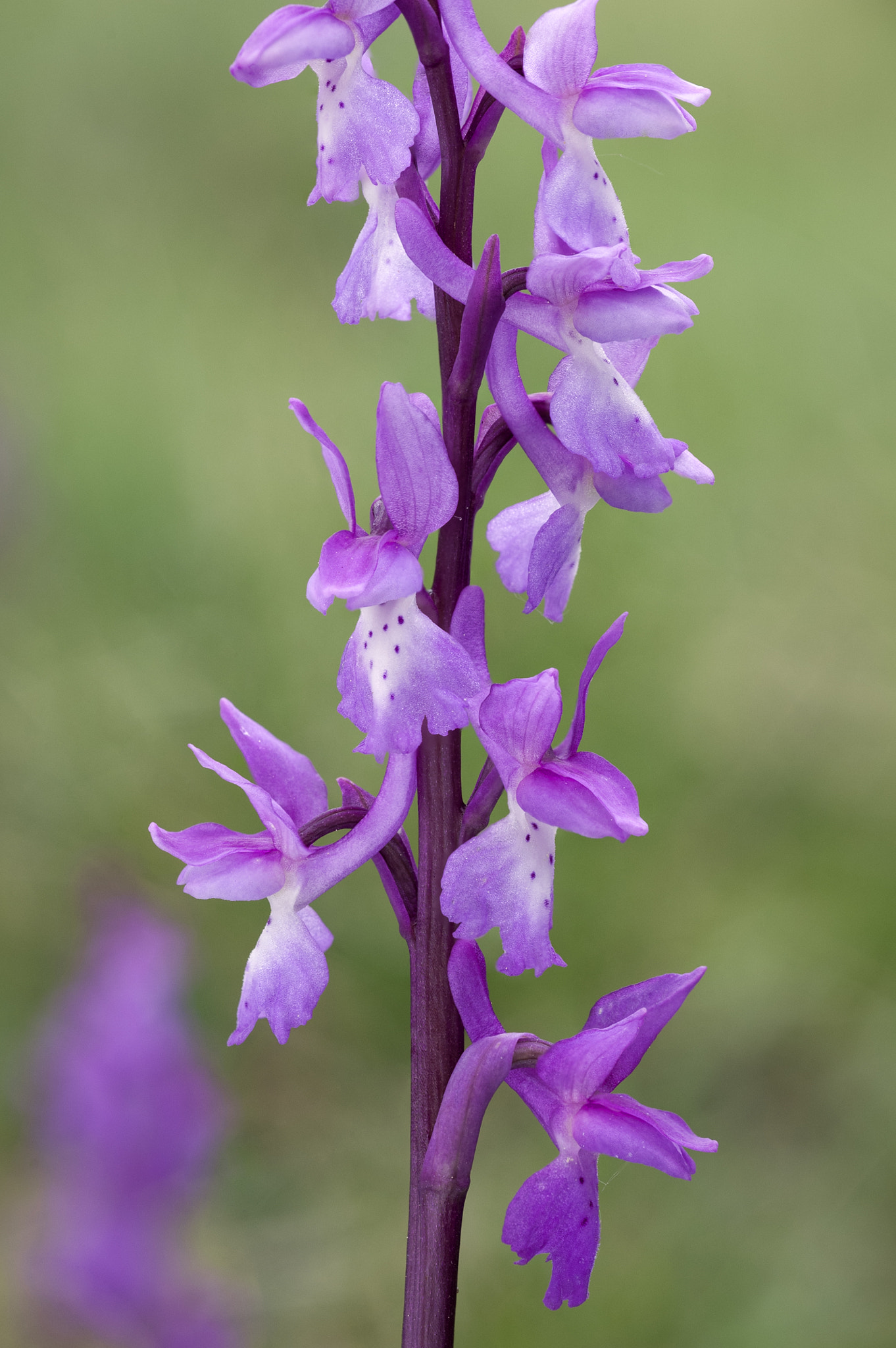 Nikon AF Micro-Nikkor 60mm F2.8D sample photo. Orchis mascula subsp olbiensis photography