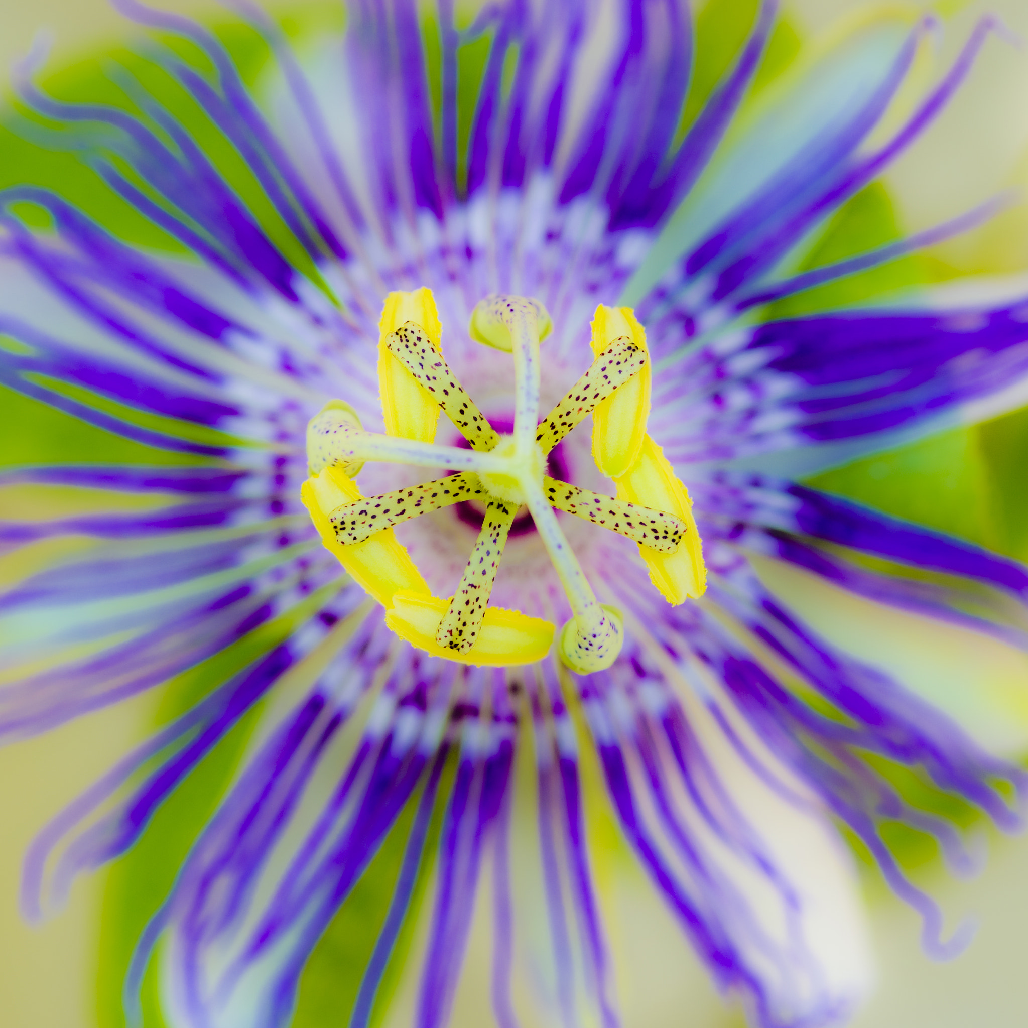 Nikon D3S + Nikon AF-S Micro-Nikkor 105mm F2.8G IF-ED VR sample photo. Passion flower photography