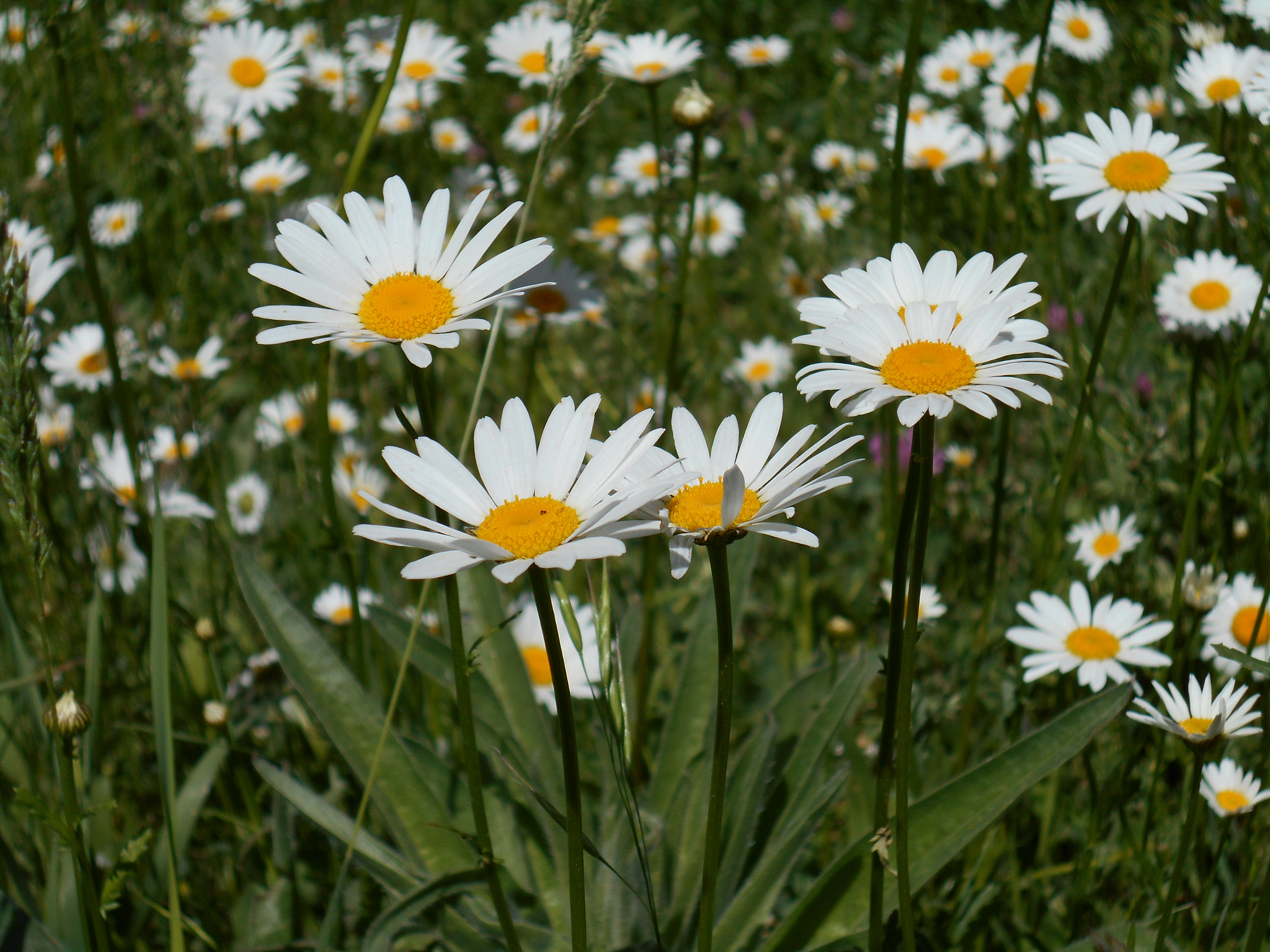 Nikon COOLPIX S2800 sample photo. Flower photography