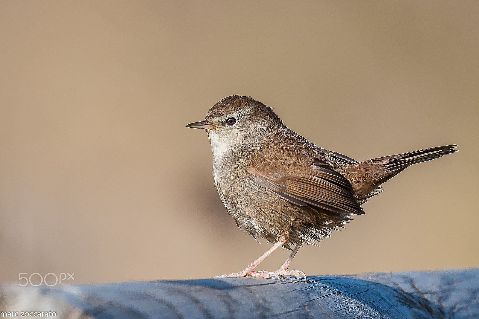 Nikon AF-S Nikkor 500mm F4E FL ED VR sample photo. Bouscarle de cetti 01-01-2017 photography
