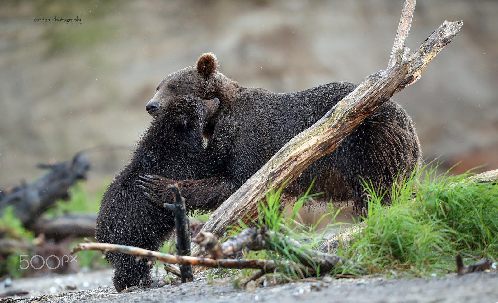 Canon EF 400mm F2.8L IS USM sample photo. Mother's love ... kamchatka, russia photography
