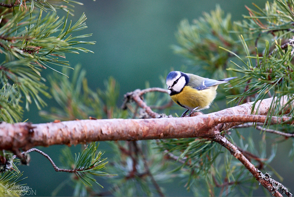 Nikon AF-S Nikkor 300mm f/4E PF ED VR sample photo. Eurasian blue tit (cyanistes caeruleus) photography