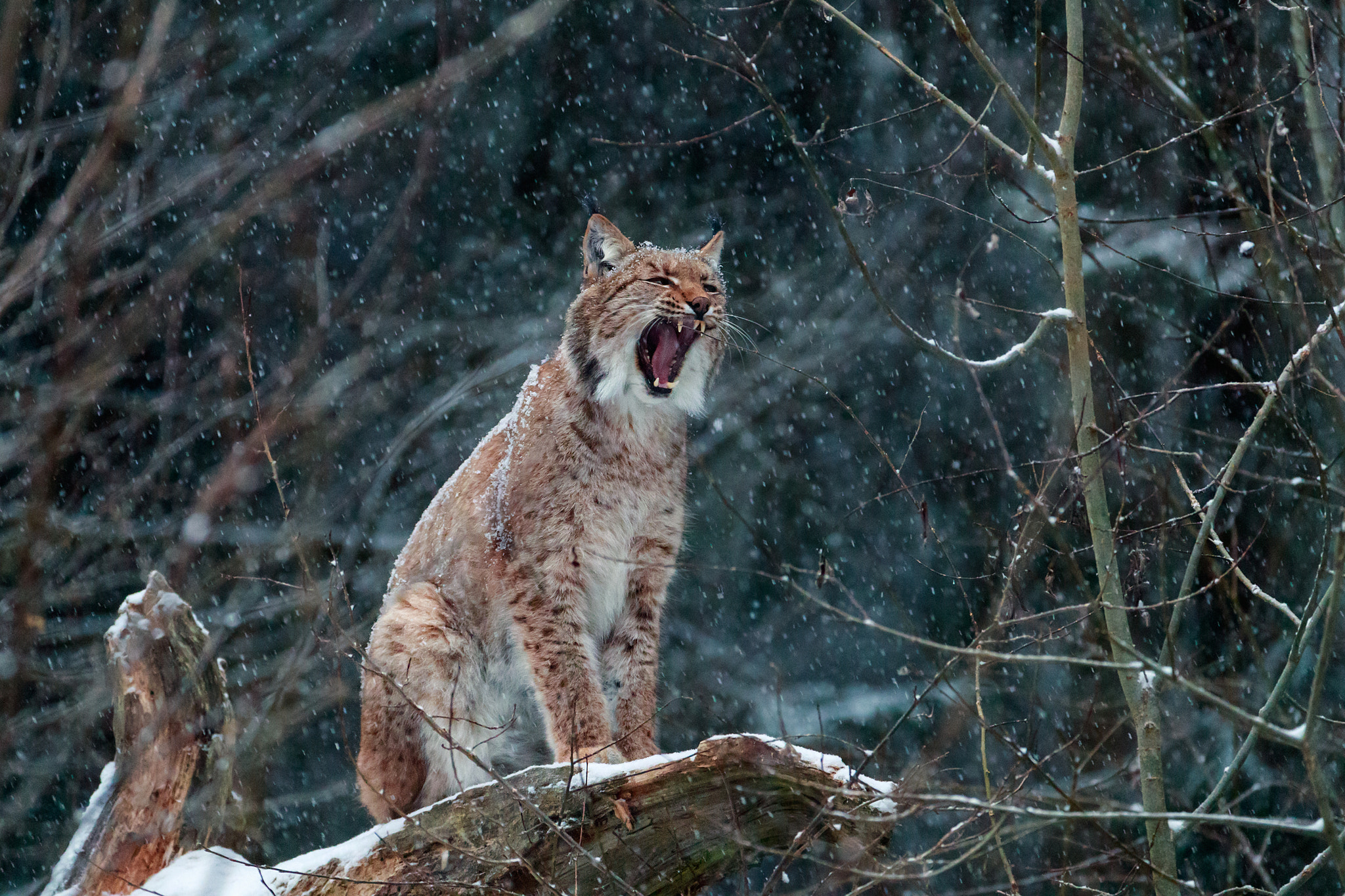 Canon EF 200-400mm F4L IS USM Extender 1.4x sample photo. The scream in the night photography