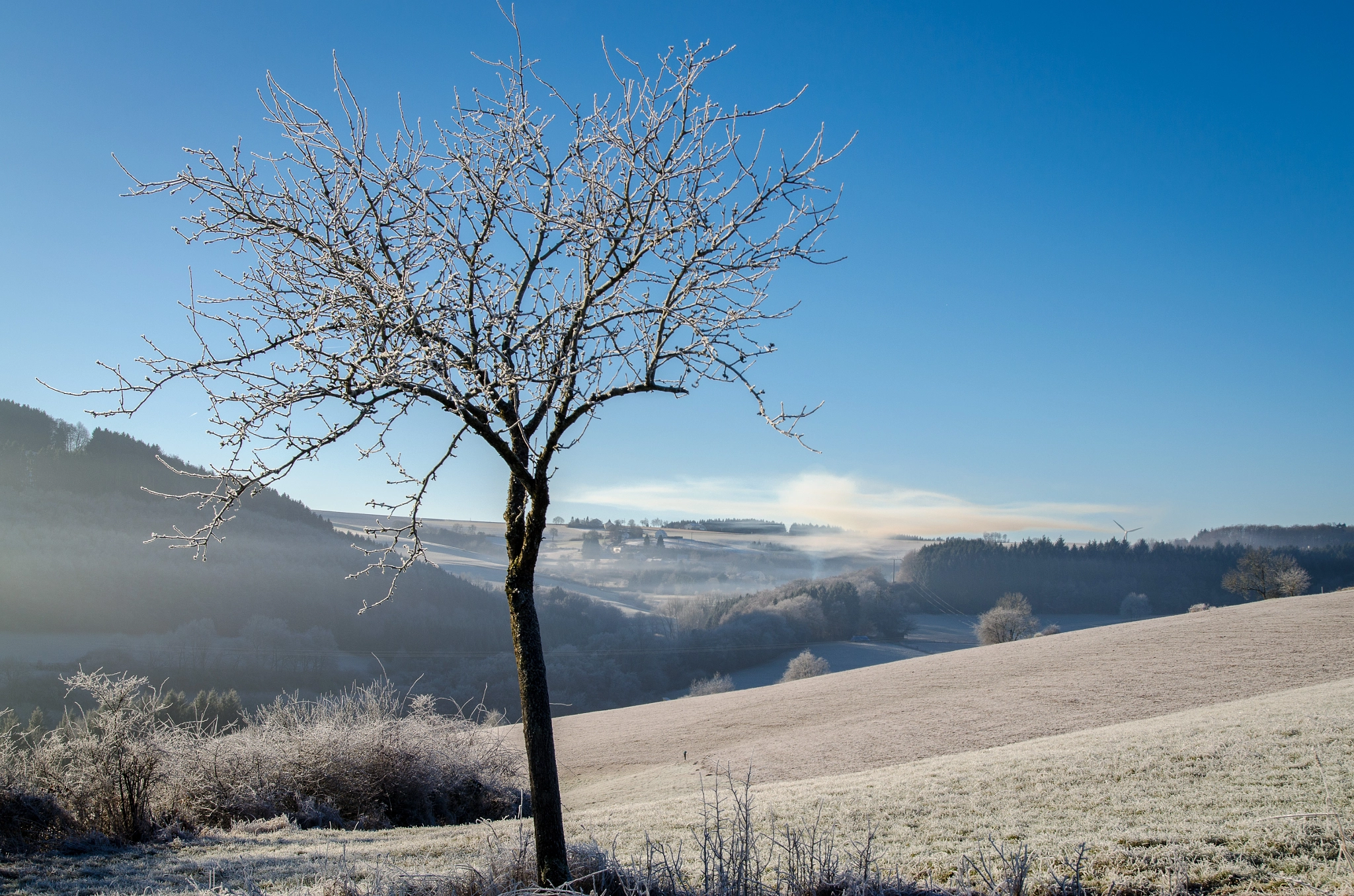 Nikon D5100 + Sigma 18-50mm F2.8 EX DC Macro sample photo. Winter tree photography