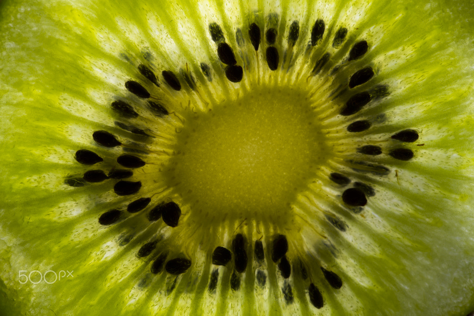 Sigma 105mm F2.8 EX DG OS HSM sample photo. Kiwi's heart photography
