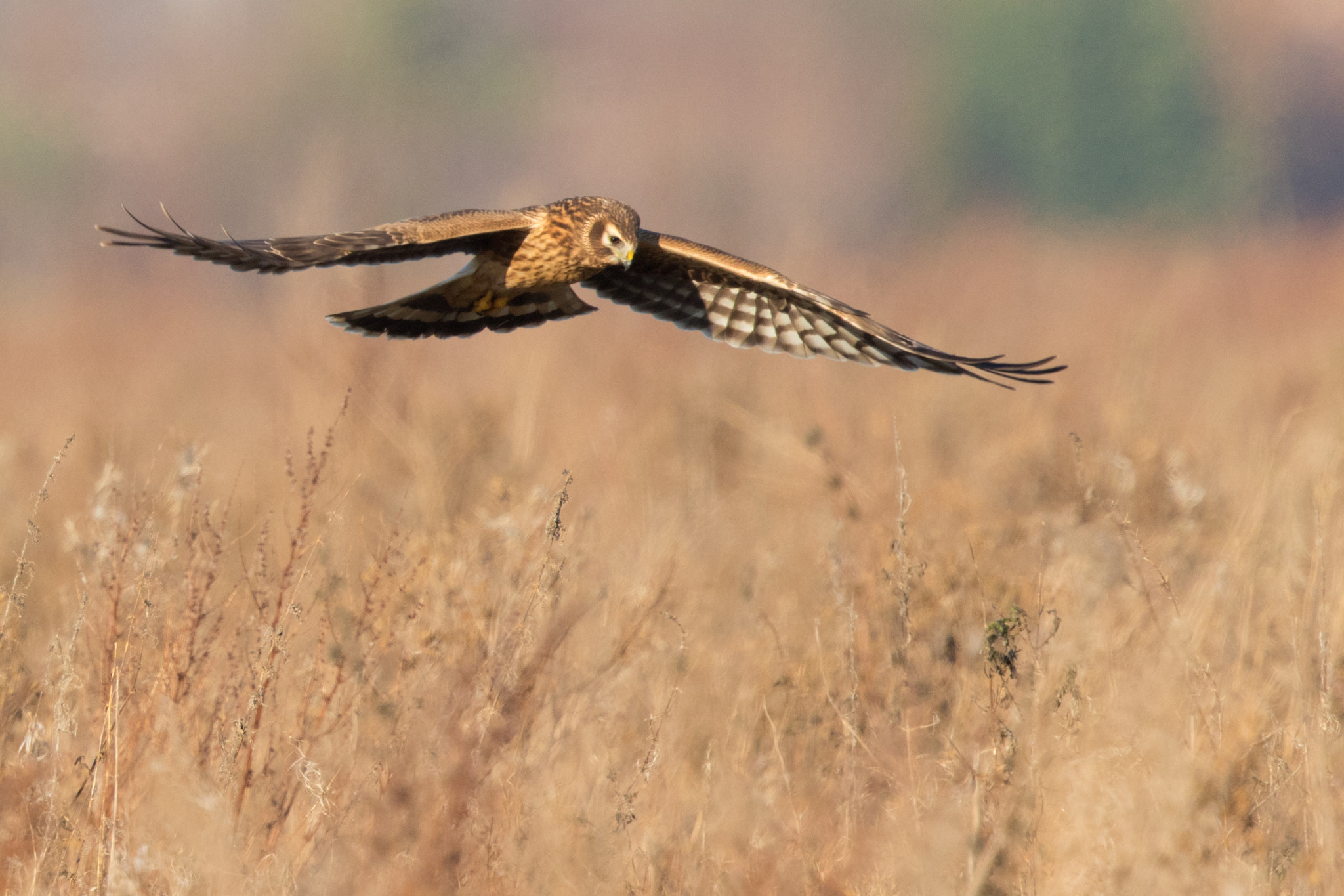 Canon EF 500mm F4L IS II USM sample photo. Hen harrier photography