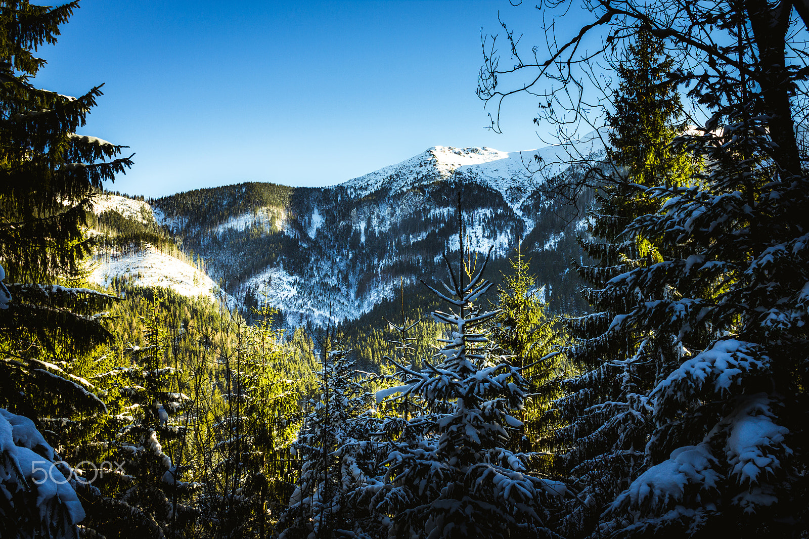 Canon EF-S 24mm F2.8 STM sample photo. Tree frame to the mountain photography