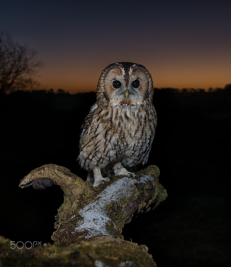 Nikon AF-S Nikkor 17-35mm F2.8D ED-IF sample photo. Tawny sunset photography
