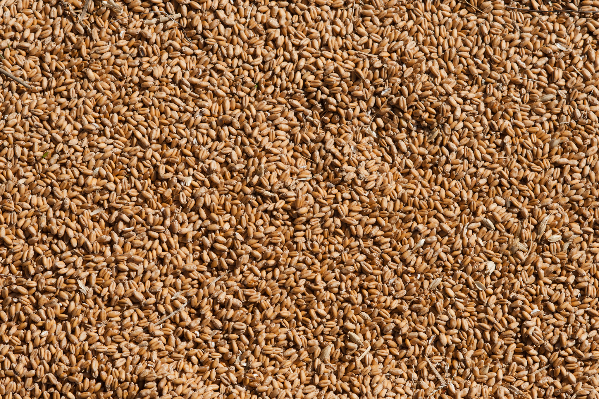 Nikon D700 + AF DC-Nikkor 135mm f/2 sample photo. Grain, wheat photography