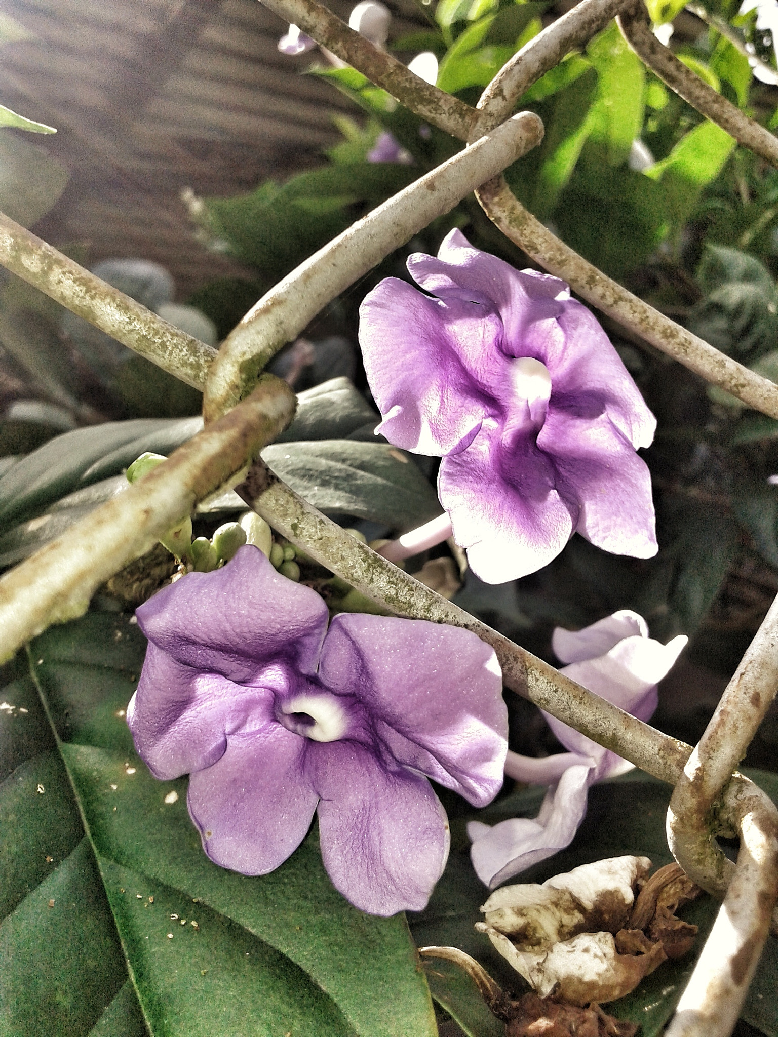 Samsung Galaxy Core sample photo