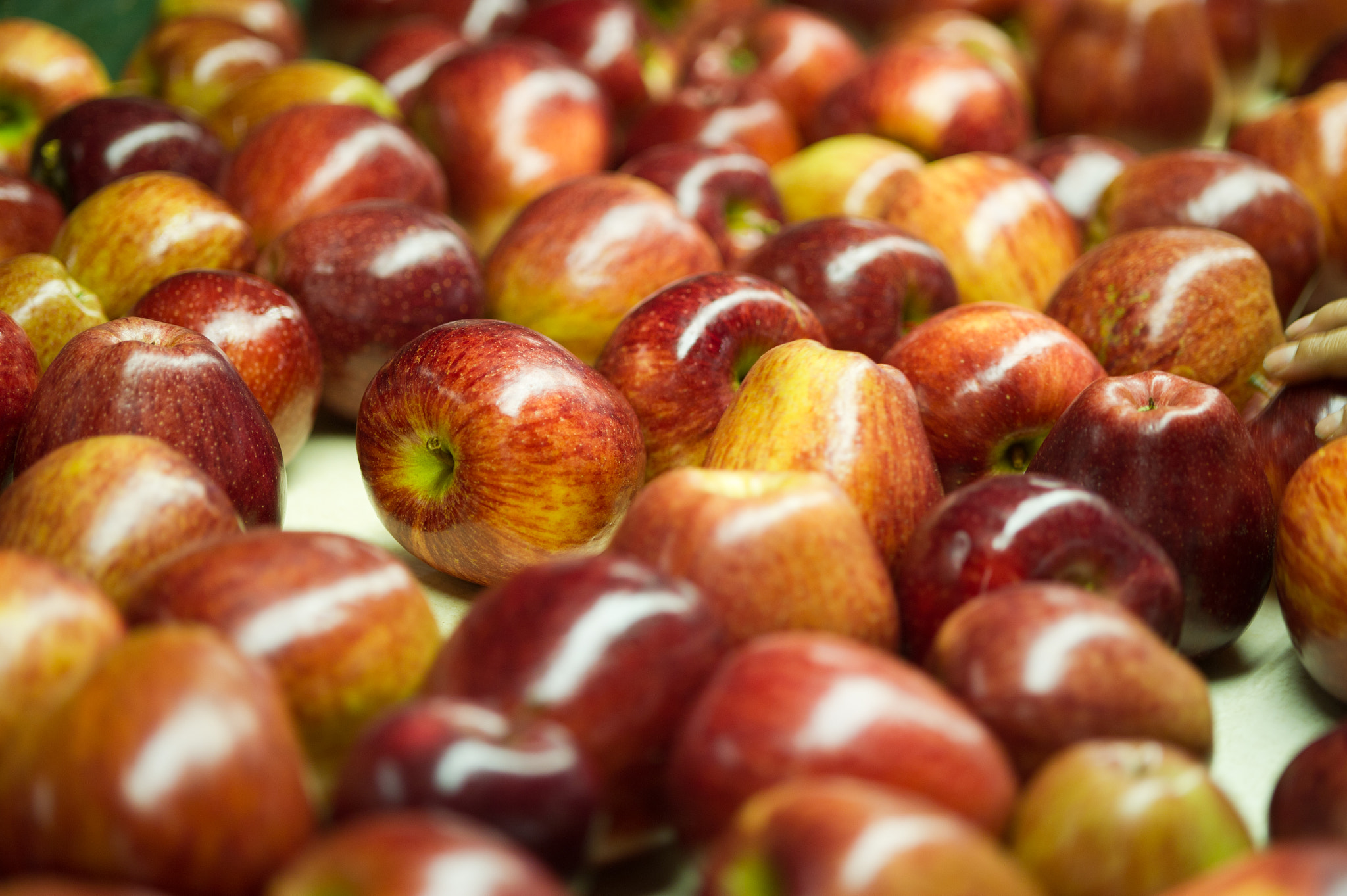 Nikon D3S sample photo. Apples photography