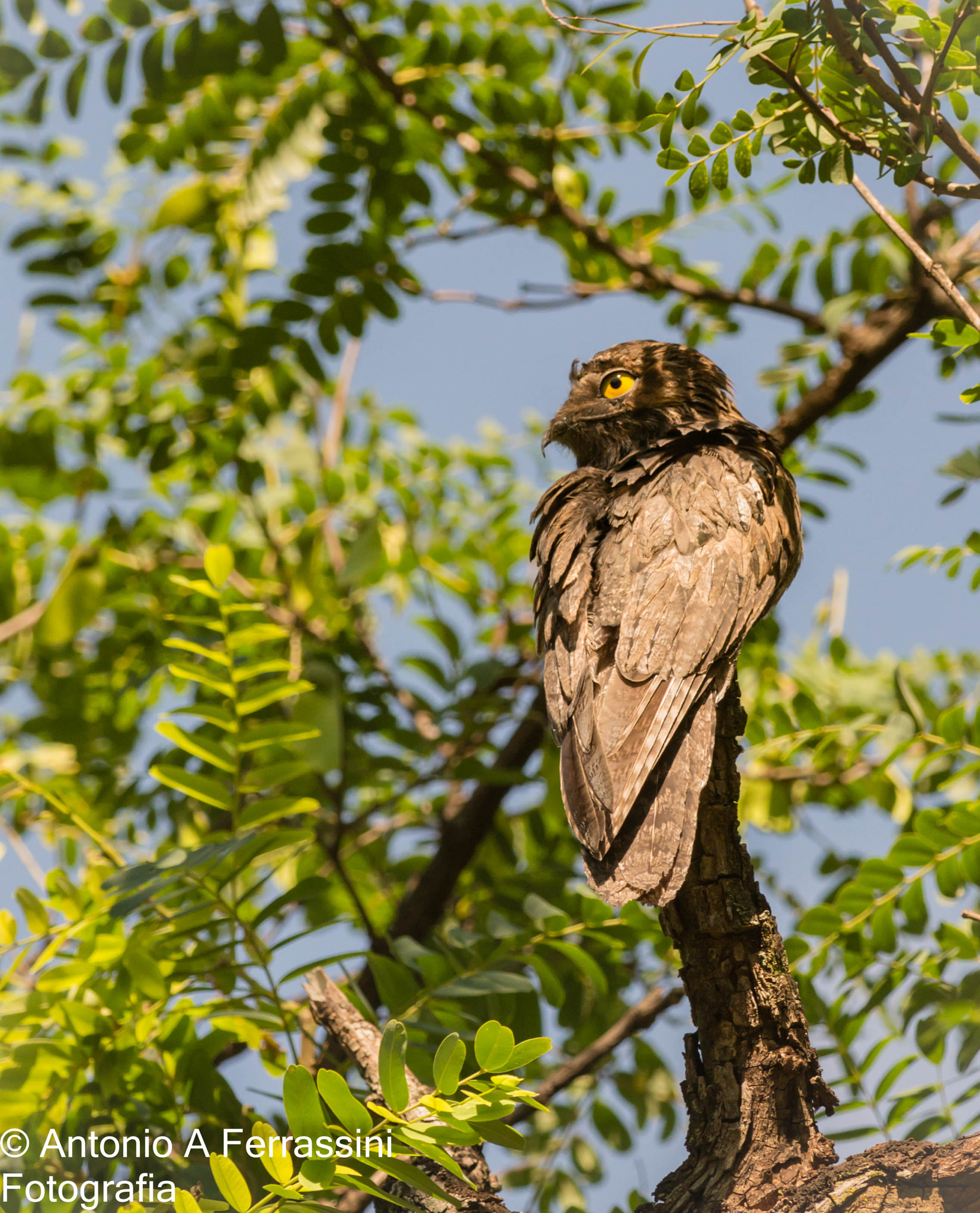 Nikon D610 + Nikon AF-S Nikkor 300mm F4D ED-IF sample photo. Urutau photography
