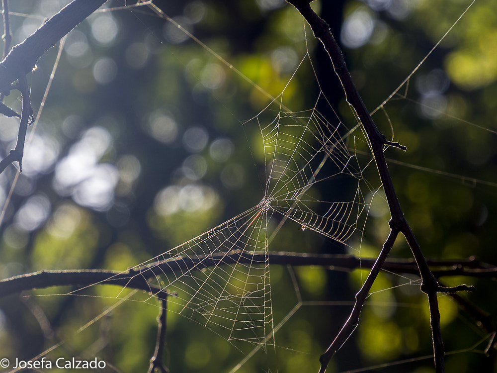 Tamron 14-150mm F3.5-5.8 Di III sample photo. Bokeh photography