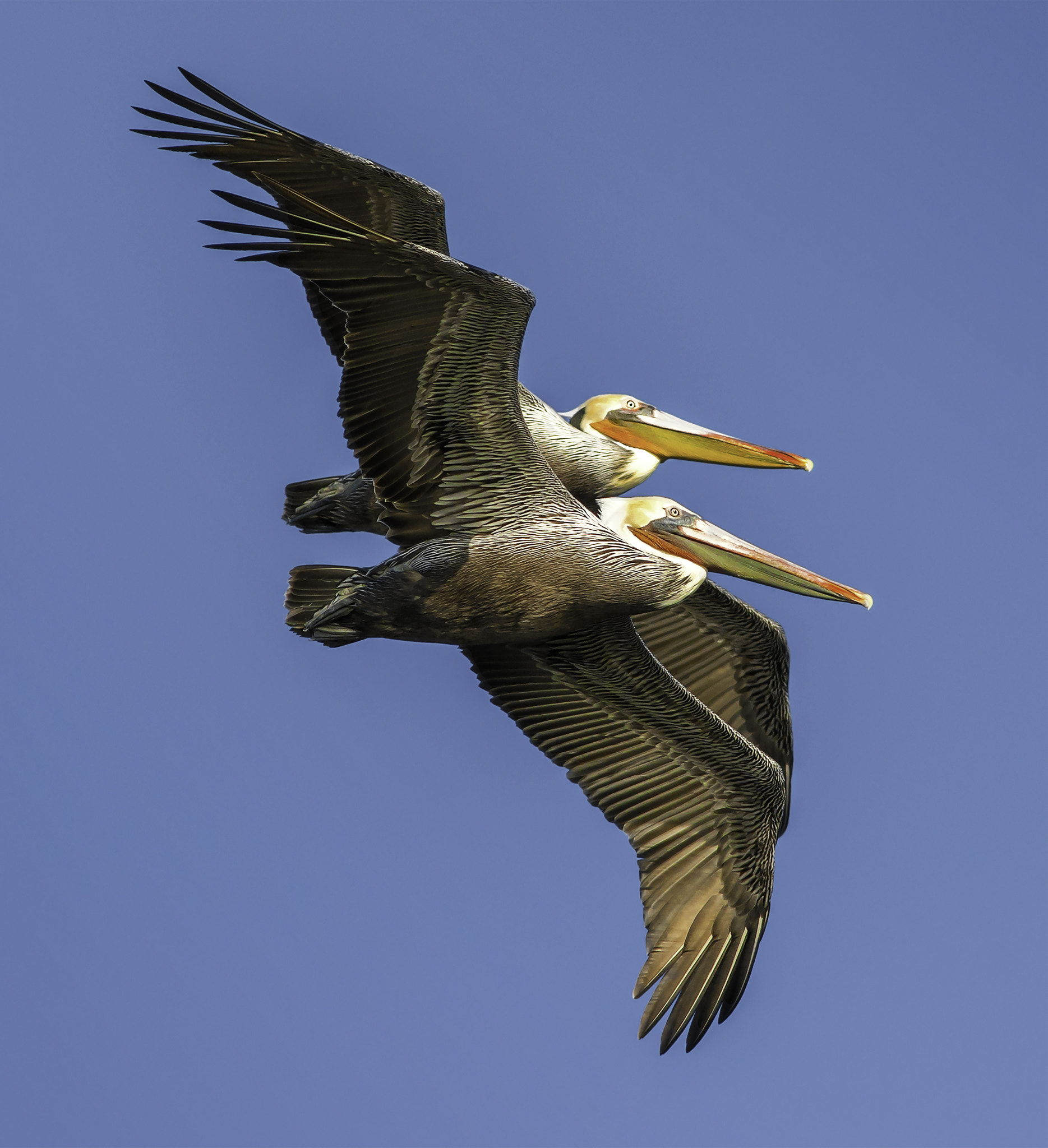 Nikon D800E + AF Nikkor 300mm f/4 IF-ED sample photo. Brown pelicans photography