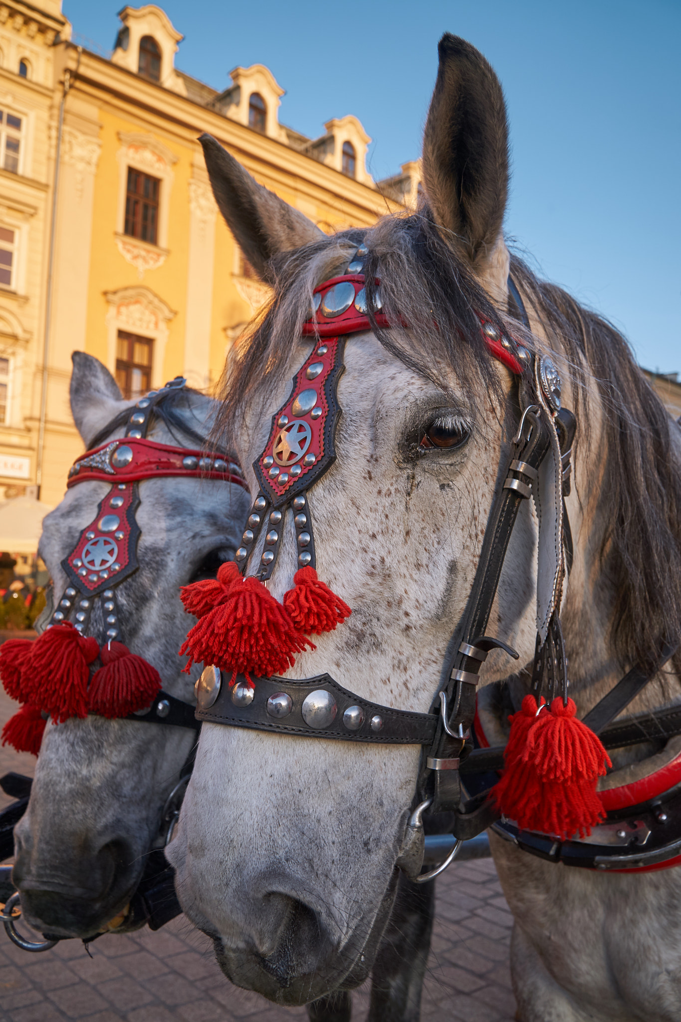 Sony E PZ 18-105mm F4 G OSS sample photo. Horse photography