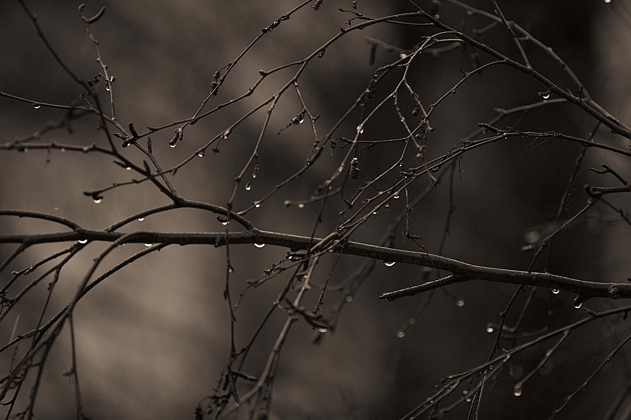 Canon EF 70-200mm F2.8L IS II USM sample photo. Droplets on a tree january second photography