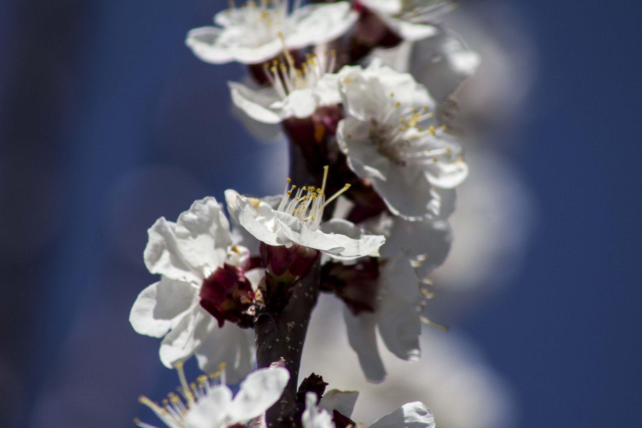 Canon EOS 600D (Rebel EOS T3i / EOS Kiss X5) + EF75-300mm f/4-5.6 sample photo. Almond blossom photography