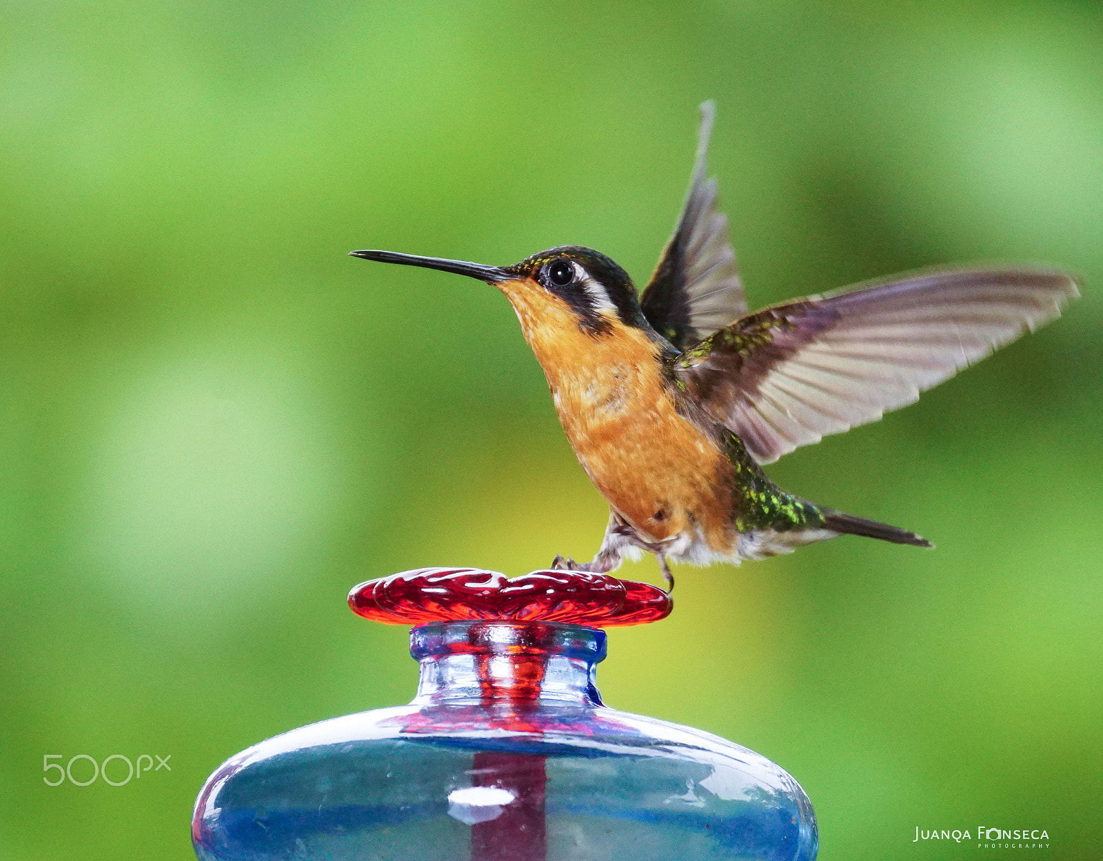 Sony 70-300mm F4.5-5.6 G SSM sample photo. Purple throated mountain gem (female) photography