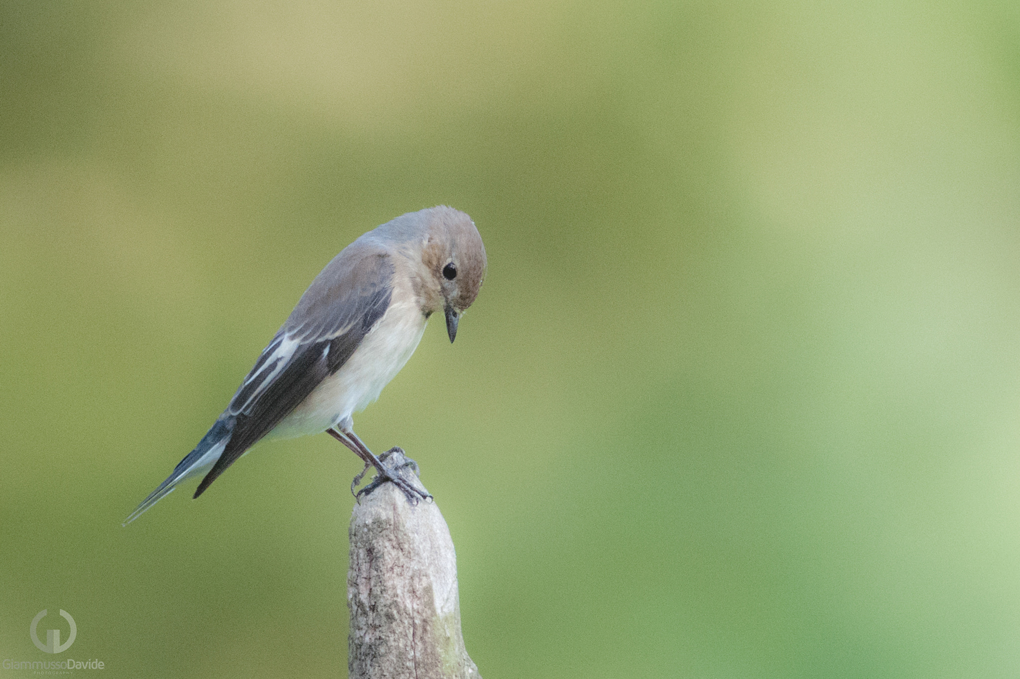 Sigma 300mm F2.8 APO EX DG HSM sample photo. Dsc photography